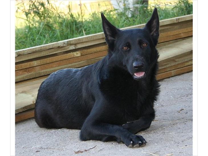 {{currentPhoto.altText}} billede {{currentPhoto.number}}