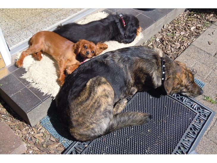 {{currentPhoto.altText}} billede {{currentPhoto.number}}