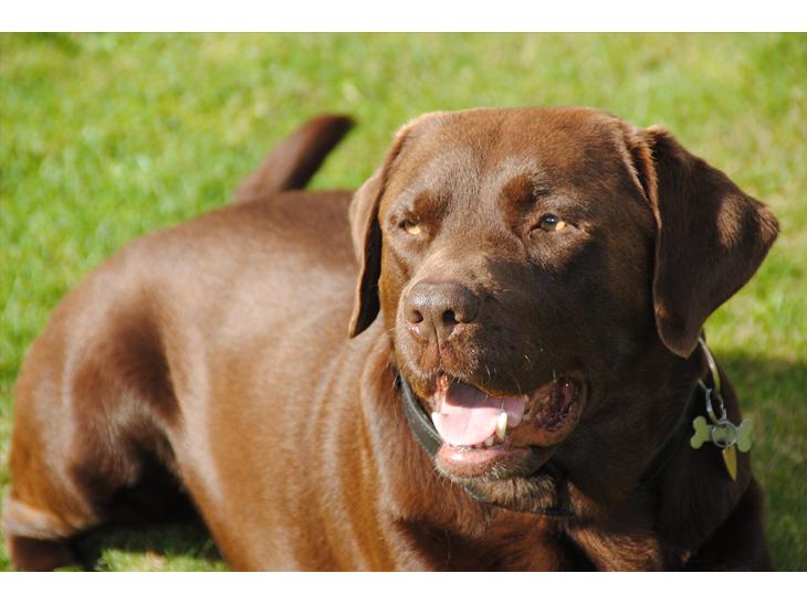 Labrador retriever Andy - Andy i haven. billede 1
