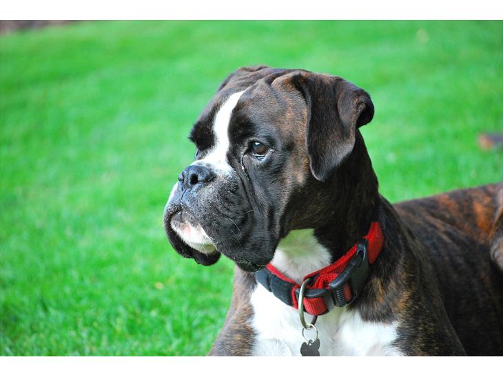 Boxer Branco von der suhla / Don - Branco von der suhla / Don  billede 1