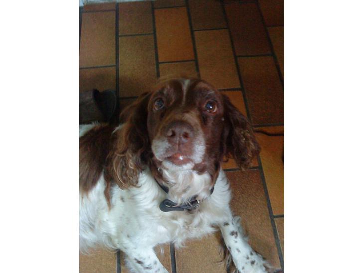 Engelsk springer spaniel Fæstibakkes Alicia (Freja) ^Ha det godt der oppe!^ billede 1