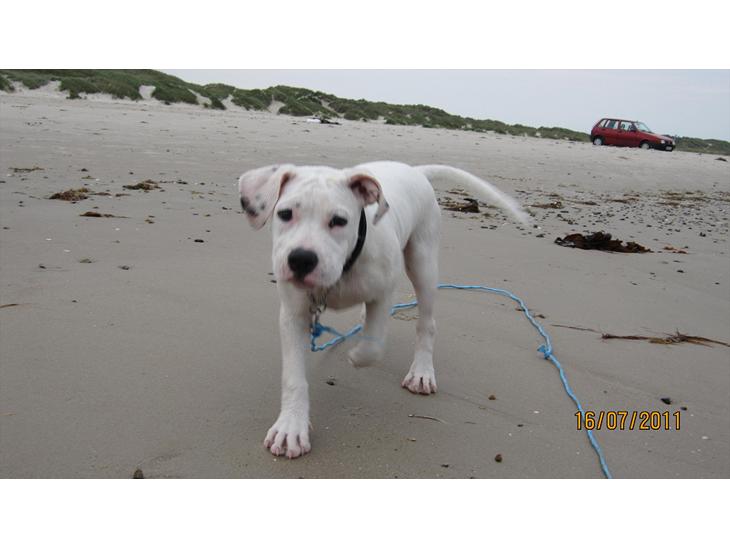 {{currentPhoto.altText}} billede {{currentPhoto.number}}