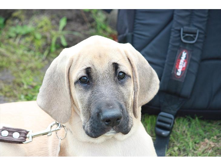 {{currentPhoto.altText}} billede {{currentPhoto.number}}