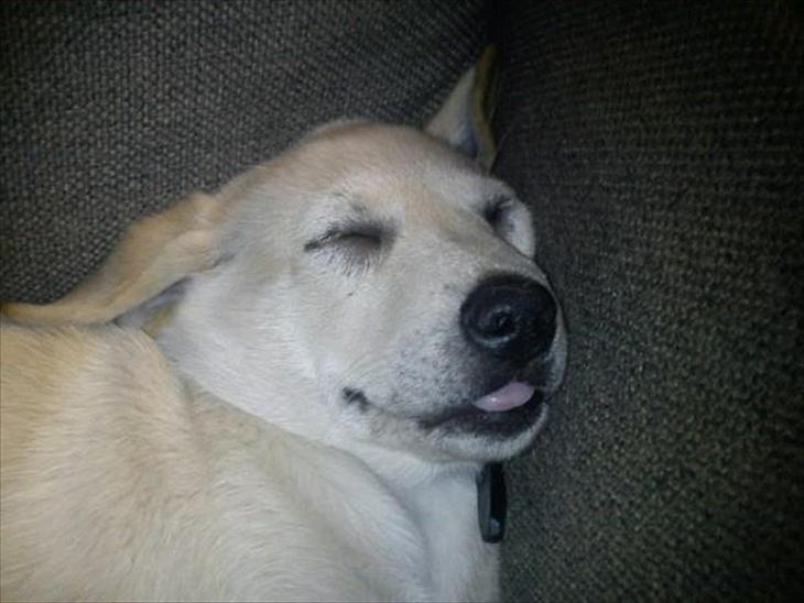 Labrador retriever Karla billede 1