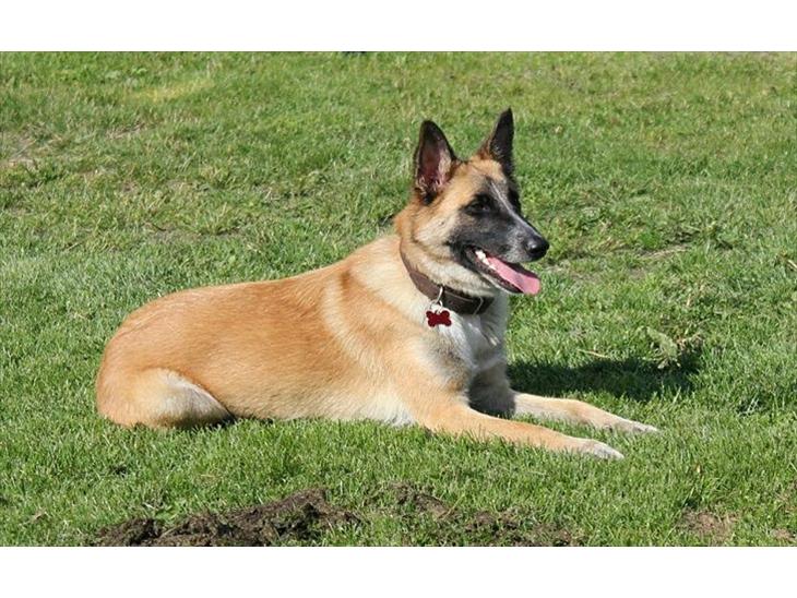 Belgisk hyrdehund Aya billede 1