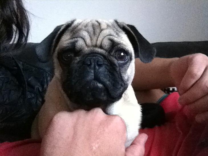 {{currentPhoto.altText}} billede {{currentPhoto.number}}