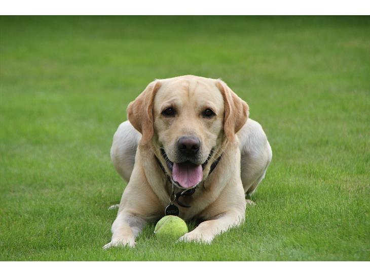 Labrador retriever Taco billede 1
