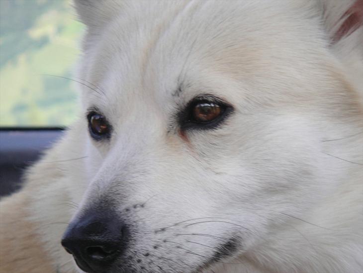 {{currentPhoto.altText}} billede {{currentPhoto.number}}