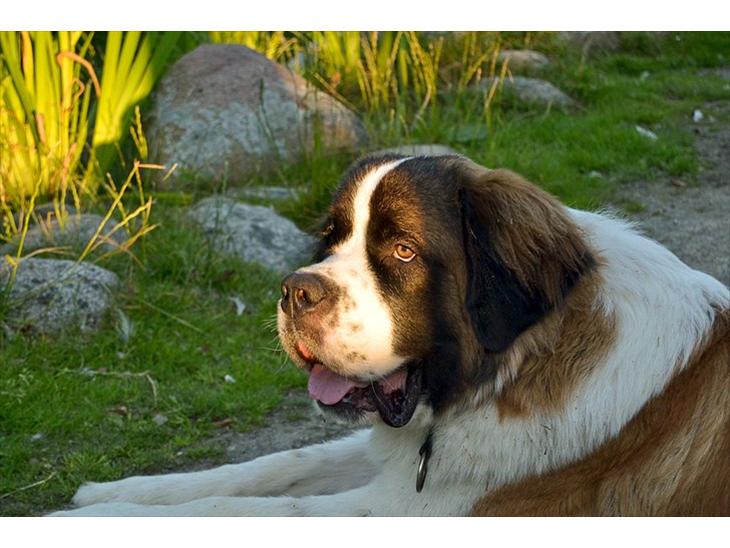 {{currentPhoto.altText}} billede {{currentPhoto.number}}