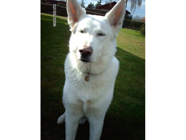 {{currentPhoto.altText}} billede {{currentPhoto.number}}