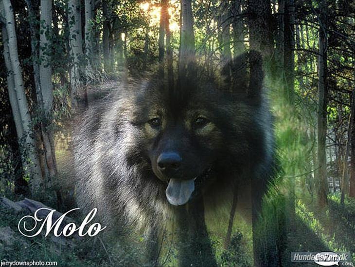 Eurasier Kærlundegård's V-Molo - Lavet til mig af Mette med Puttehunden Prinsesse Silje!
Mange tak for det :-) 
 billede 1