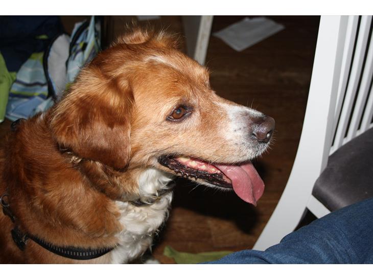 Nova scotia duck tolling retriever Chang - en fugl? høre den ikke til i haven? billede 1