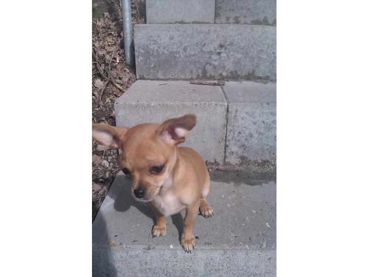 {{currentPhoto.altText}} billede {{currentPhoto.number}}