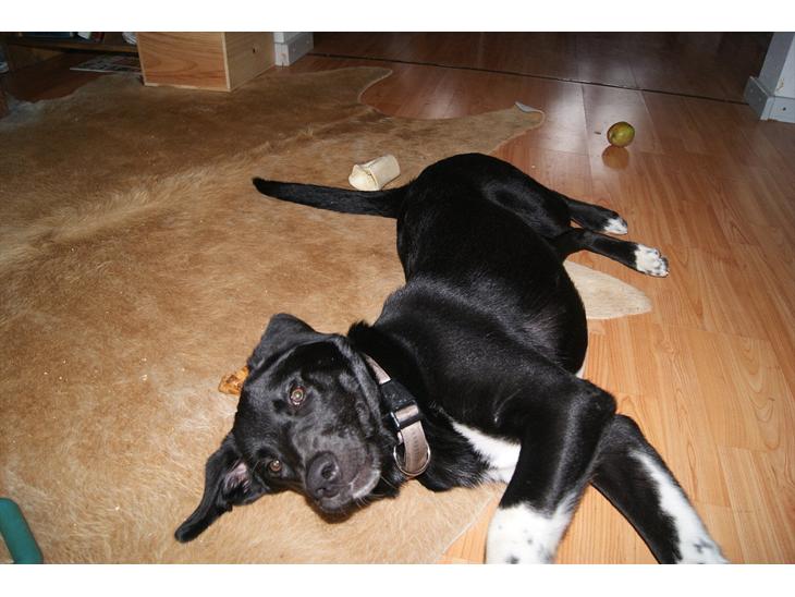 Blanding af racer Kango billede 1