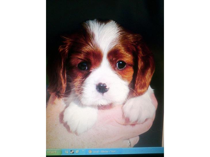 {{currentPhoto.altText}} billede {{currentPhoto.number}}