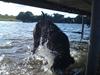 Cane corso Lotus