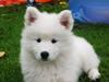 Samojedhund Jessie - Døv hund | Tidligere Hund