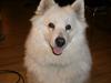 Samojedhund Tilde