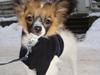 Papillon Lucky