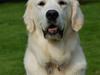 Golden retriever Joey