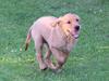 Golden retriever Flying Felix [Tidl. hund]