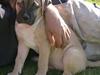 Blanding af racer broholmer/boxer  navn Elvis [Tidl. hund]