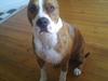 Amerikansk staffordshire terrier Ludvig