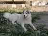 Alaskan husky Frigg