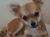 Chihuahua Adam