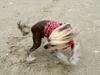 Chinese crested hårløs Frida