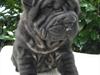 Shar pei Kaiser