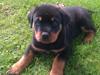 Rottweiler Charlie