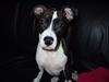 Amerikansk staffordshire terrier Staff-dog's Angel