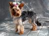 Yorkshire terrier Molly