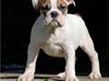 Olde english bulldogge dennis