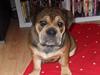 Olde english bulldogge signe