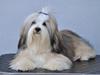 Bichon havanais Nicondoes Double-O-seven (Messie)
