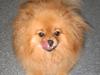 Pomeranian Flik