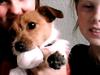 Jack russell terrier Carla