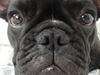 Fransk bulldog Esther