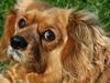Blanding af racer Molly - den smukkeste himmelhund [ Himmelhund]