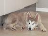 Alaskan malamute Niko