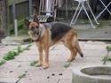 Schæferhund Bonnie