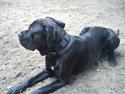 Cane corso Capone