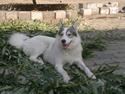Alaskan husky Frigg