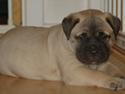 Bullmastiff Boulevard of Fame's Bifrost( Bee)