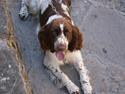 Engelsk springer spaniel Mocca