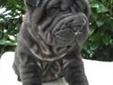 Shar pei Kaiser