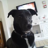 Blanding af racer Loke