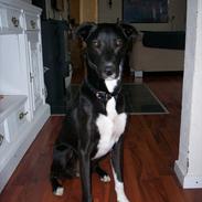 Blanding af racer Loke